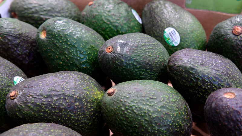 Productores de aguacate no están obligados a tramitar el certificado laboral; corresponde a exportadores 