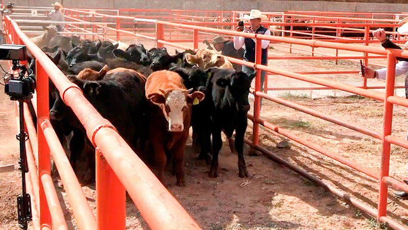 Reanuda México exportación de ganado en pie a Estados Unidos desde Puerto Palomas, Chihuahua 