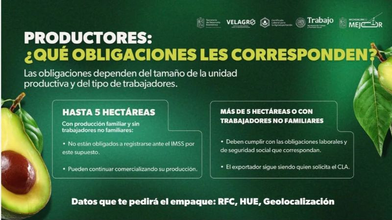 Bedolla aclara que huertas familiares de aguacate con menos de 5 hectáreas no están obligadas al Certificado Laboral