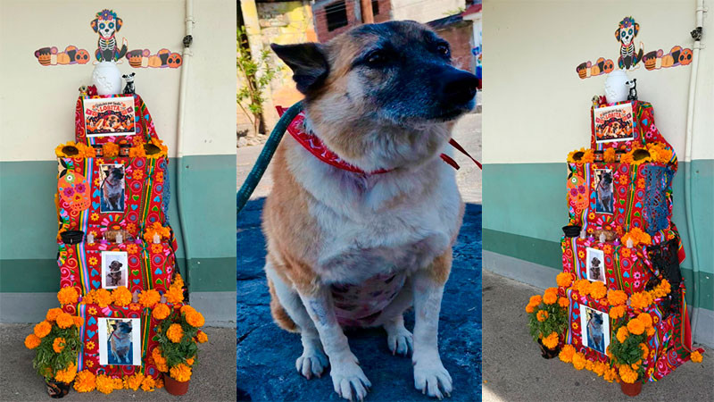Entre cenizas y recuerdos, Lobita regresa al Hospital Infantil de Morelia 