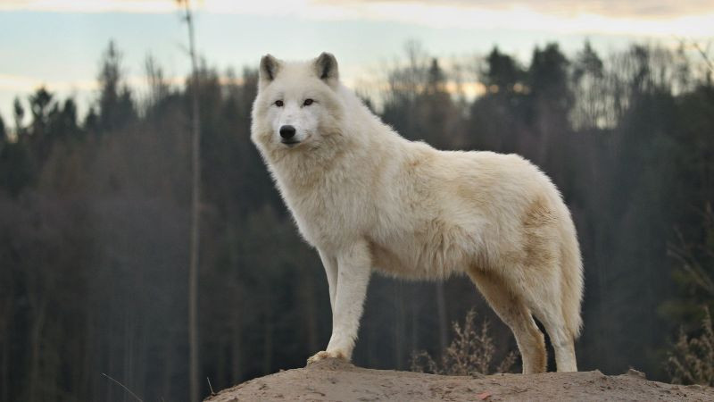Niña de ocho años resulta gravemente herida tras ataque de un lobo en un parque de Alemania 