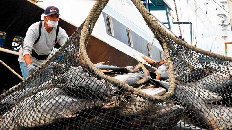 Anuncia Conapesca nuevas fechas de captura y vedas para garantizar la sostenibilidad marina 