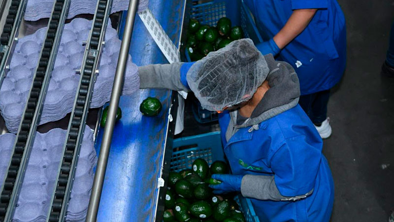 ¿Exportas aguacate? Tienes que tramitar el Certificado Laboral para la Agroexportación 