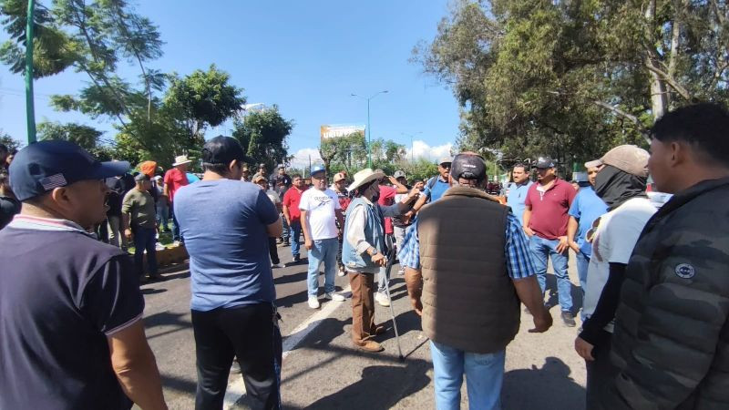 Pequeños productores de aguacate piden precio justo y atención; los costos absorben sus ganancias 