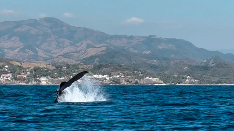 Michoacán se incorpora a los destinos autorizados para el avistamiento de ballenas 