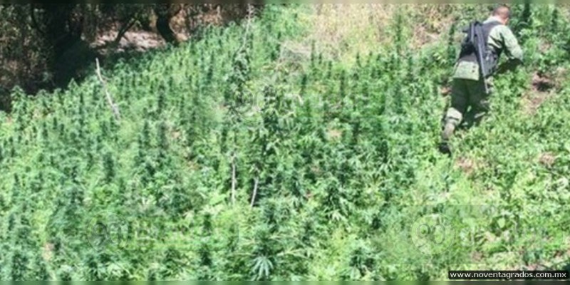 Destruyen plantío de marihuana en Charo - Foto 0 