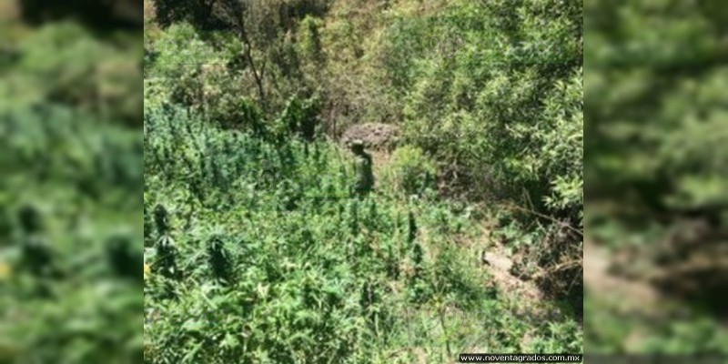 Destruyen plantío de marihuana en Charo - Foto 1 