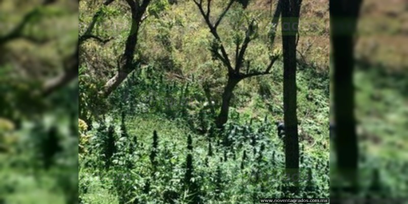 Destruyen plantío de marihuana en Charo - Foto 2 