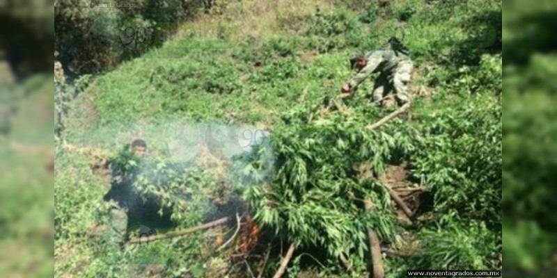 Destruyen plantío de marihuana en Charo - Foto 3 