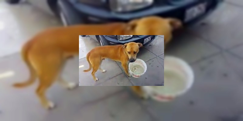 Perro causa ternura en Facebook 