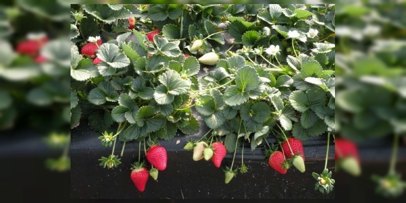 Impulsa Sedrua la exportación de agroproductos michoacanos a Canadá 