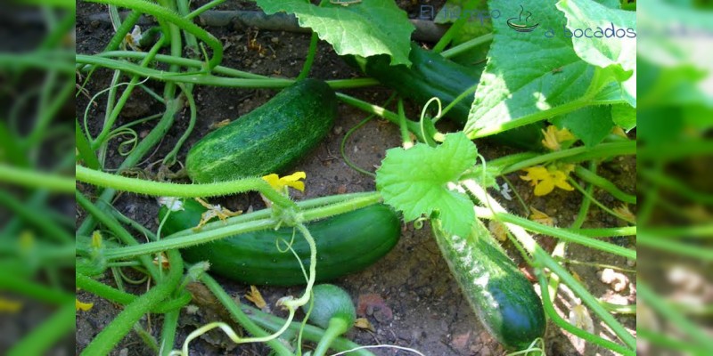 Destaca Michoacán como tercer productor nacional de pepino 