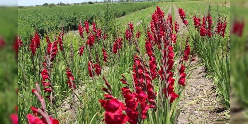 Michoacán, quinto productor nacional de gladiola: Sedrua 