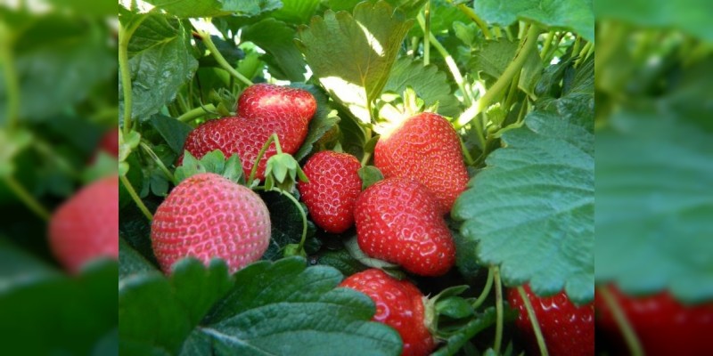 Produce Michoacán más del 60% de la fresa del país 