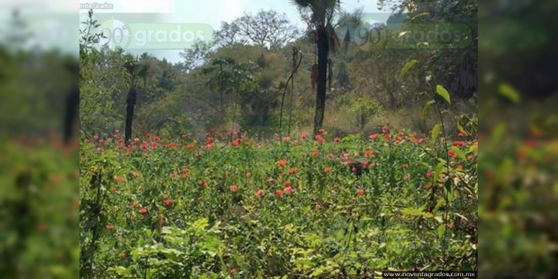 Aseguran plantíos de amapola y mota en Guerrero - Foto 1 