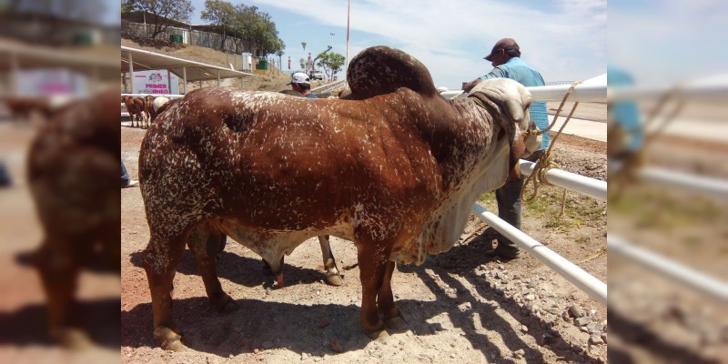 Van mil sementales para mejorar el ganado michoacano: Sedrua 