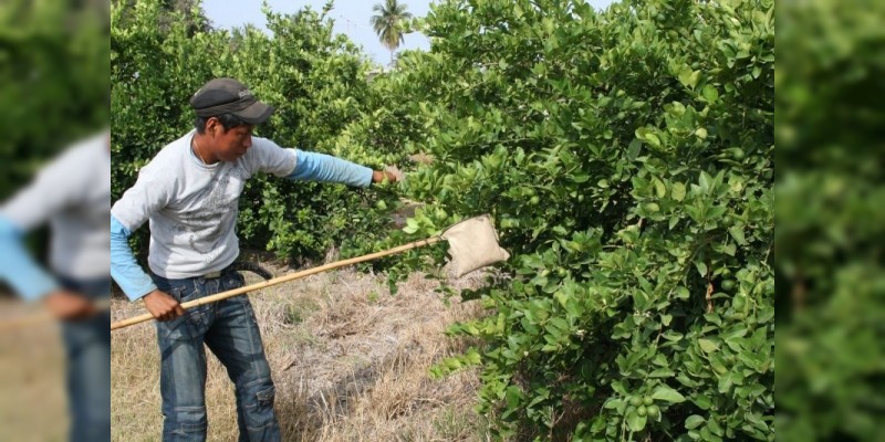 Al agro de la Comunidad Modelo de Uspero, 9.3 mdp: Sedrua 