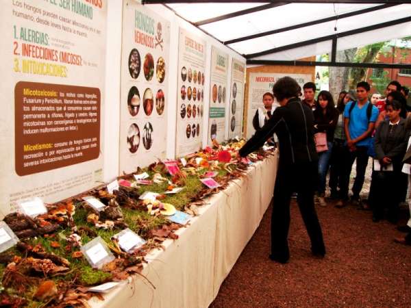 Museo de Historia Natural de Morelia albergará exposición de hongos 