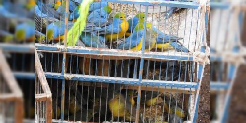 Aseguran 994 aves transportadas ilegalmente en La Huacana 