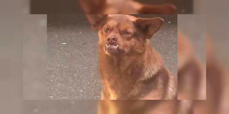 "Chilaquil", el perro más famoso de internet  