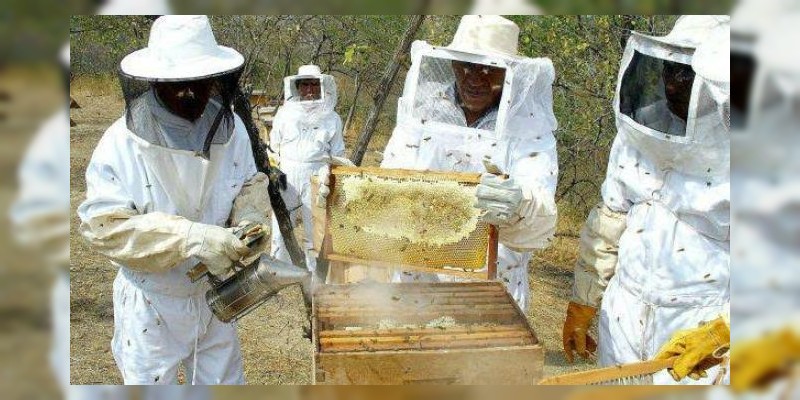Destacada la actividad de la apicultura señala Sagarpa Michoacán 