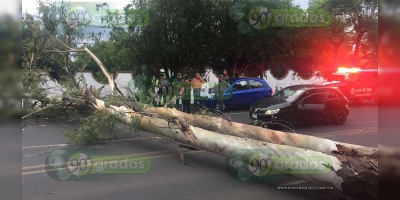 Morelia: Cae árbol en Camelinas - Foto 0 