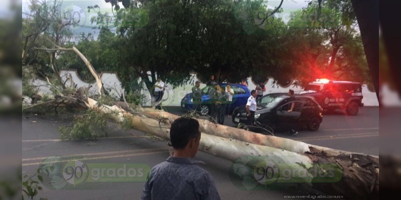 Morelia: Cae árbol en Camelinas - Foto 1 