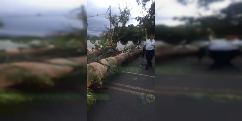 Morelia: Cae árbol en Camelinas - Foto 2 