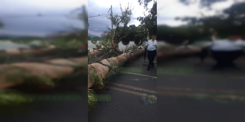 Morelia: Cae árbol en Camelinas - Foto 2 