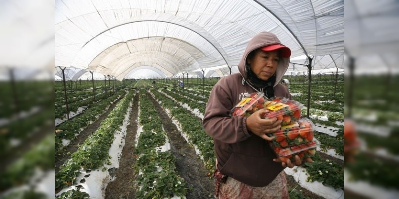 Michoacán: Destina Sedrua más de 28 mdp para agricultura protegida  