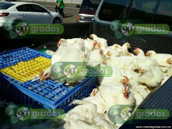Fotogalería: Decenas de pollos muertos tras volcadura de tráiler en Cuitzeo, Michoacán - Foto 10 
