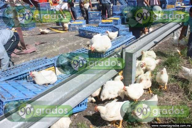 Fotogalería: Decenas de pollos muertos tras volcadura de tráiler en Cuitzeo, Michoacán - Foto 2 