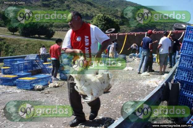 Fotogalería: Decenas de pollos muertos tras volcadura de tráiler en Cuitzeo, Michoacán - Foto 6 