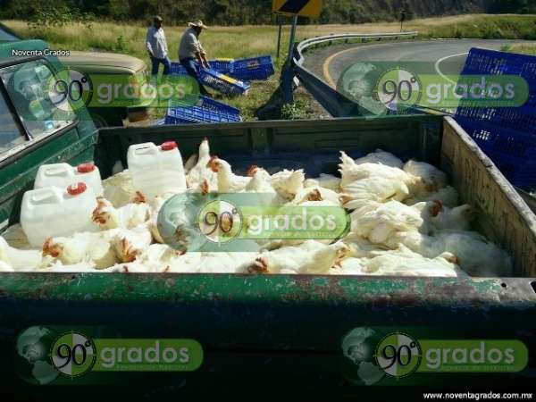 Fotogalería: Decenas de pollos muertos tras volcadura de tráiler en Cuitzeo, Michoacán - Foto 8 