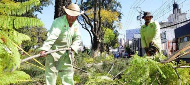 Derriban 400 árboles por año en Morelia por distintas causas 