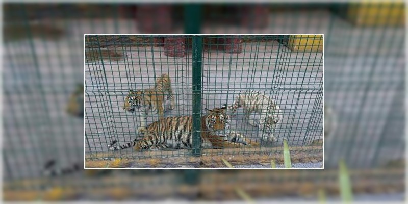 Aseguran animales exóticos en peligro de extinción y droga en Jerécuaro, Guanajuato  