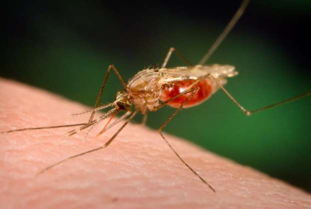 Europa da visto bueno a primera vacuna contra la malaria en el mundo 