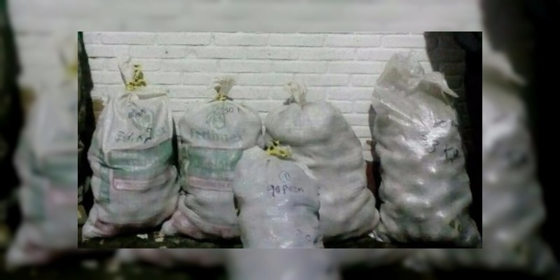Asegura SSP 146 kilos de aguacate en Tingambato 