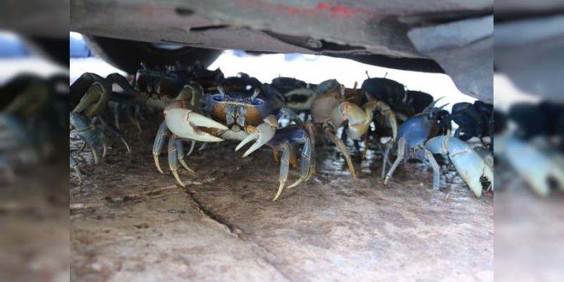 Cientos de cangrejos azules fueron rescatados en Cancún y llevados a su hábitat natural  
