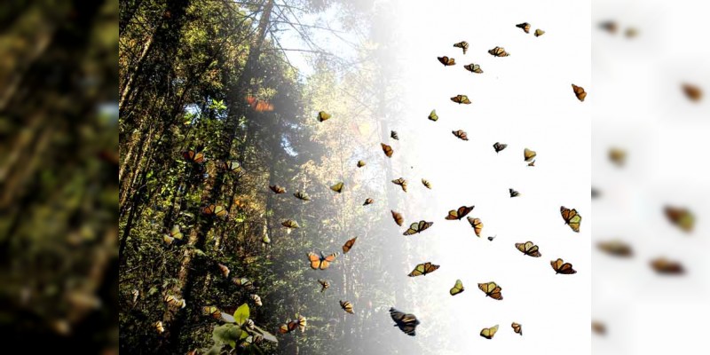 Monarcas cuidarán de árboles para proporcionar oxígeno a la ciudad 