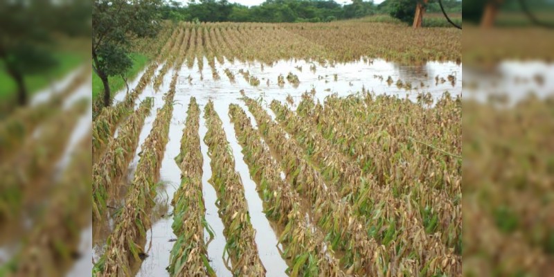 Aseguradas más de 751 mil hectáreas de cultivos: Sedrua 