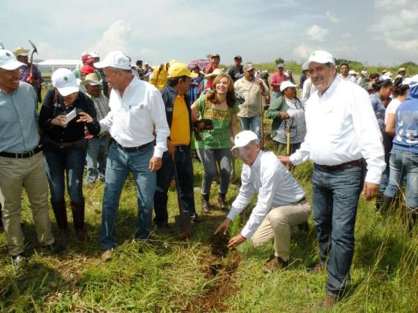Reforestando 90 hectáreas conmemora la Conafor el Día del Árbol, en Michoacán - Foto 1 