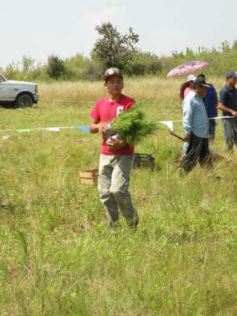 Reforestando 90 hectáreas conmemora la Conafor el Día del Árbol, en Michoacán - Foto 2 