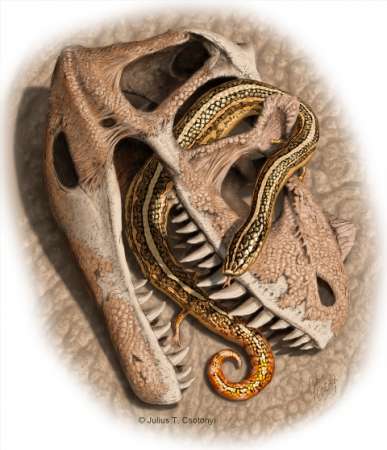 Serpientes primitivas tenían patas y vivían en madrigueras - Foto 2 