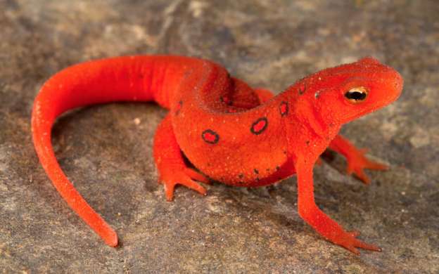 Hongos asiáticos podrían acabar con salamandras de Norteamérica - Foto 1 