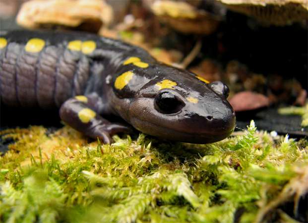 Hongos asiáticos podrían acabar con salamandras de Norteamérica - Foto 2 
