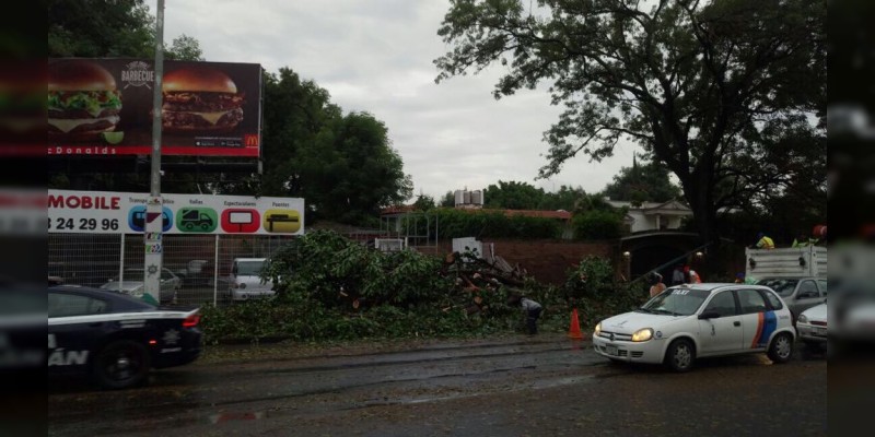Morelia: Árbol aplasta dos carros, un conductor queda prensado  - Foto 1 
