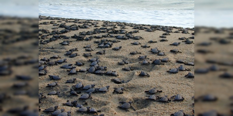 Inicia arribo de tortugas a la Costa michoacana: Sectur 