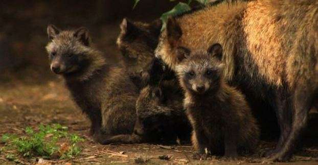 Nacen 9 perros mapache en el Zoológico de Chapultepec 