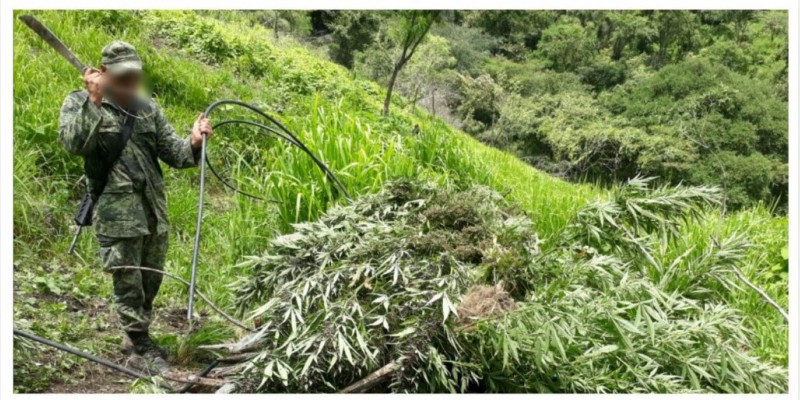 SSP y Sedena destruyen tres plantíos de marihuana en Madero 